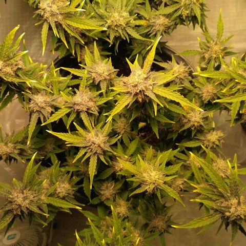 AK 47 Auto growlog timeline photo