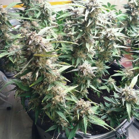 AK 47 Auto growlog timeline photo