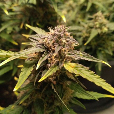 AK 47 Auto growlog timeline photo