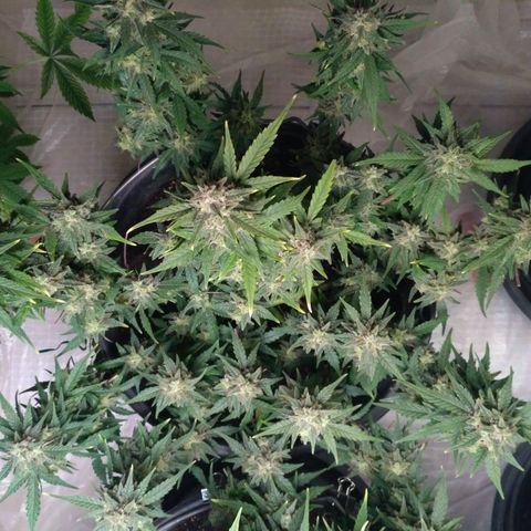 LSD growlog timeline photo