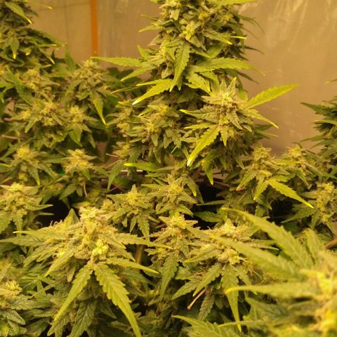 LSD growlog timeline photo