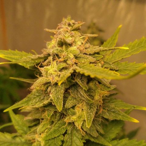LSD growlog timeline photo