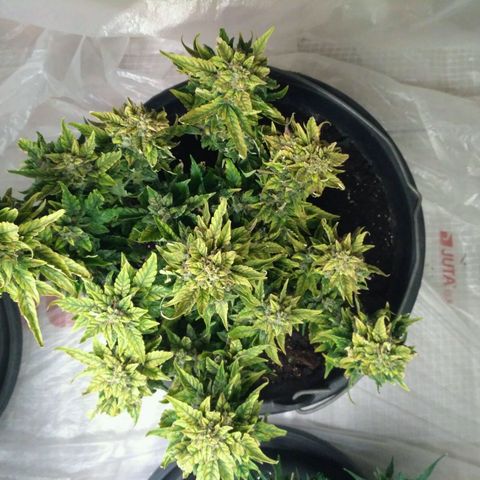 Satori growlog timeline photo