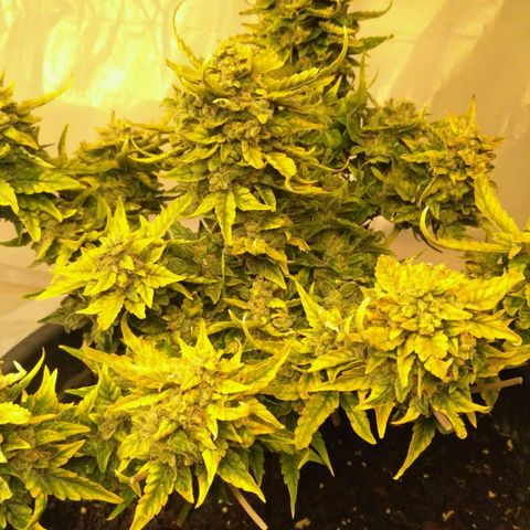 Satori growlog timeline photo