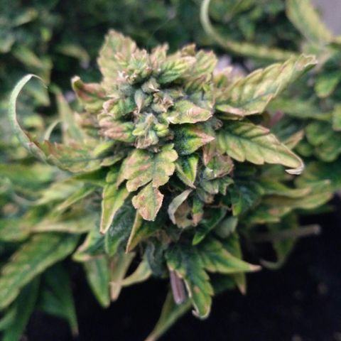 Satori growlog timeline photo