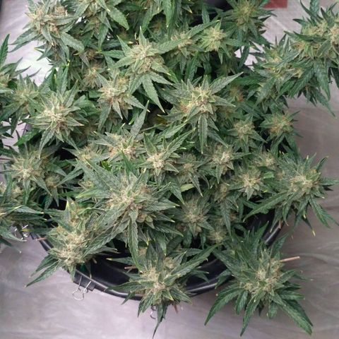 Tutankhamon growlog timeline photo