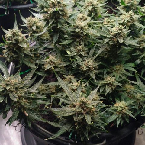 Tutankhamon growlog timeline photo