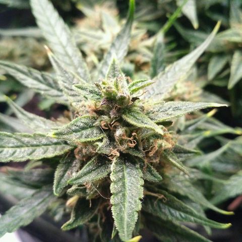 Tutankhamon growlog timeline photo