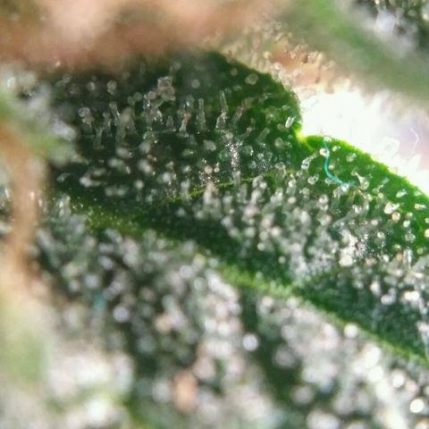 Tutankhamon growlog timeline photo