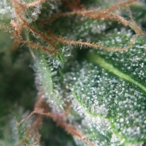 Tutankhamon growlog timeline photo