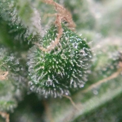 Satori growlog timeline photo