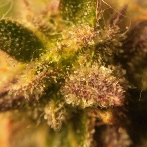LSD growlog timeline photo