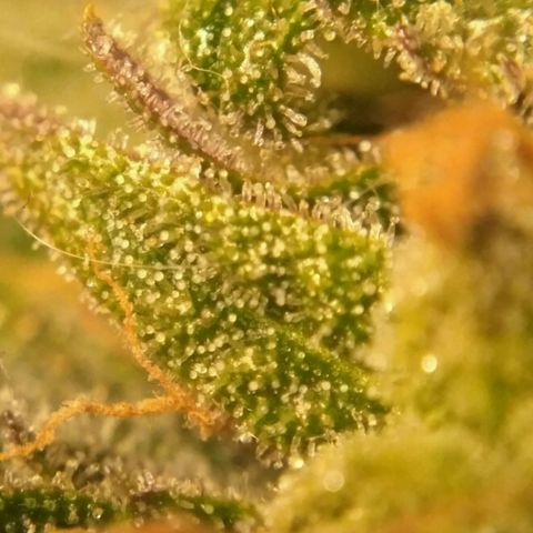 LSD growlog timeline photo