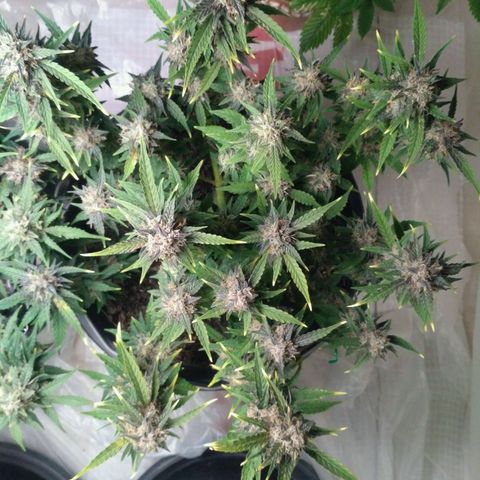AK 47 Auto growlog timeline photo