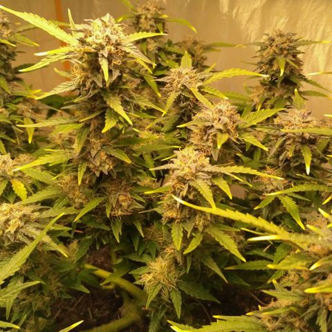 AK 47 Auto growlog timeline photo