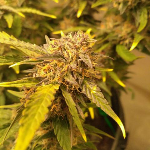 AK 47 Auto growlog timeline photo