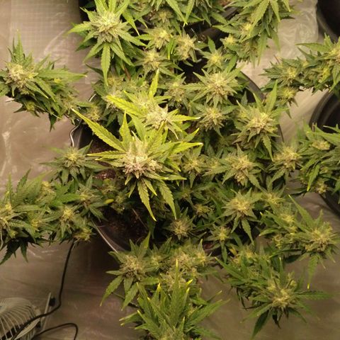 LSD growlog timeline photo