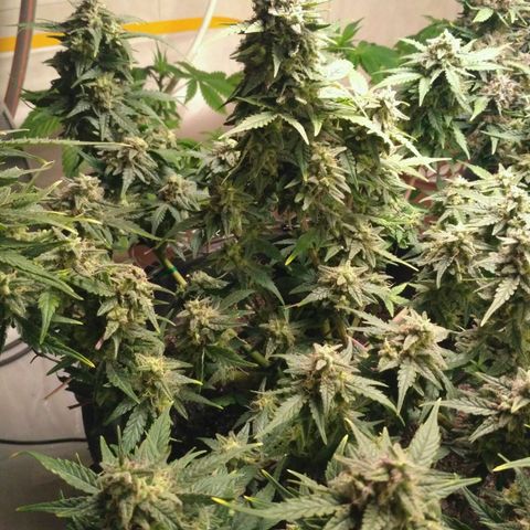 LSD growlog timeline photo