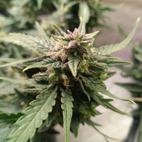 LSD growlog timeline photo