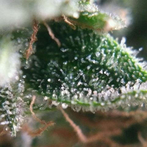 Tutankhamon growlog timeline photo