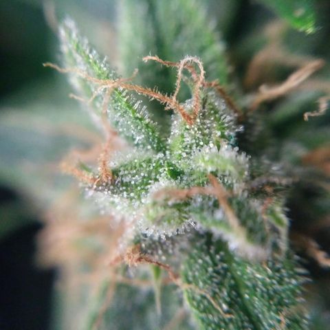 Tutankhamon growlog timeline photo