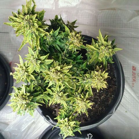 Satori growlog timeline photo