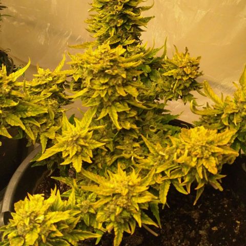 Satori growlog timeline photo