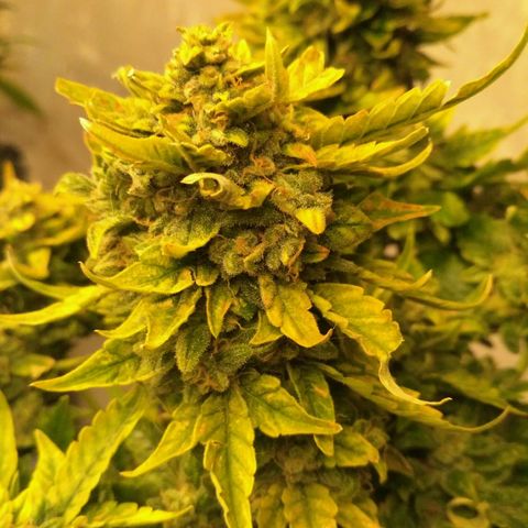 Satori growlog timeline photo