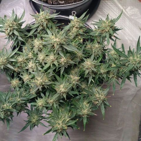 Tutankhamon growlog timeline photo