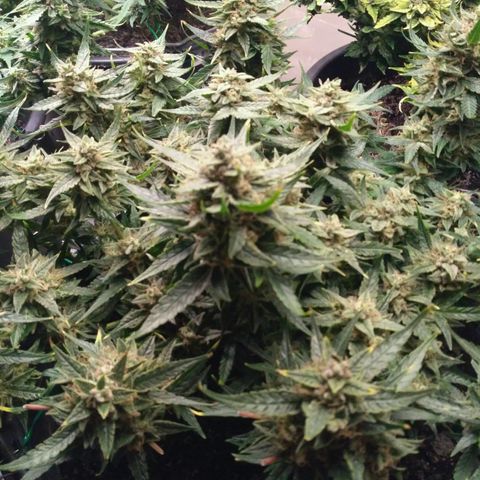 Tutankhamon growlog timeline photo