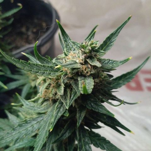 Tutankhamon growlog timeline photo