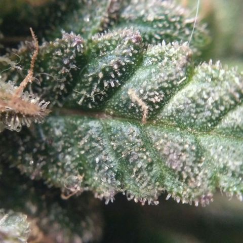 LSD growlog timeline photo