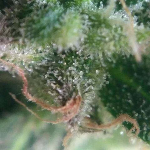 LSD growlog timeline photo