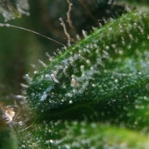 Satori growlog timeline photo
