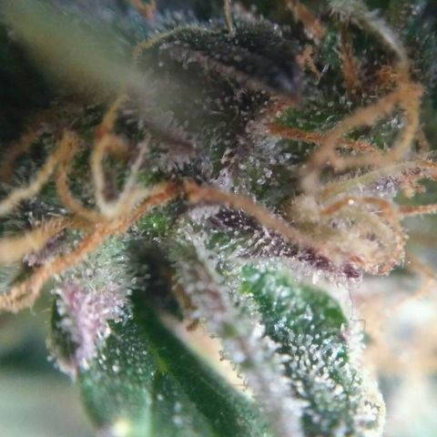 AK 47 Auto growlog timeline photo
