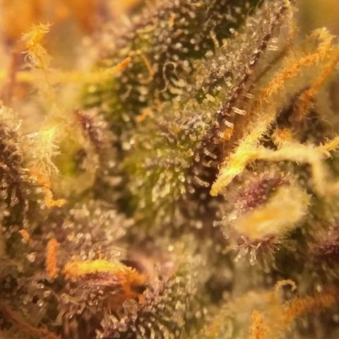 AK 47 Auto growlog timeline photo