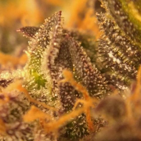 AK 47 Auto growlog timeline photo