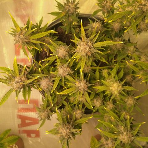 AK 47 Auto growlog timeline photo