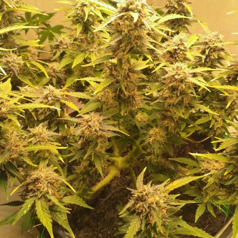 AK 47 Auto growlog timeline photo