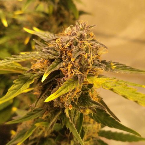 AK 47 Auto growlog timeline photo