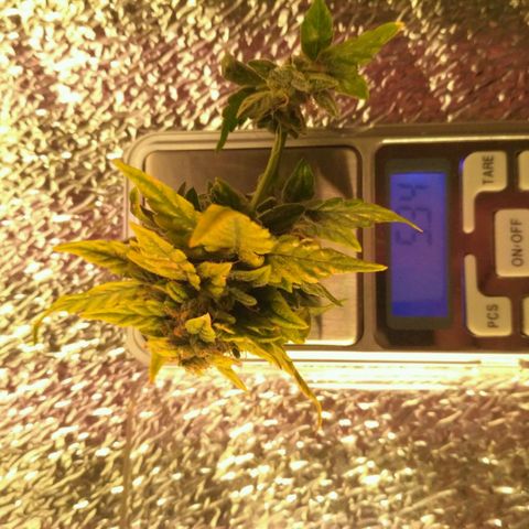 Satori growlog timeline photo
