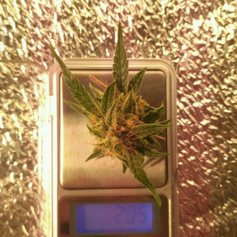 Tutankhamon growlog timeline photo