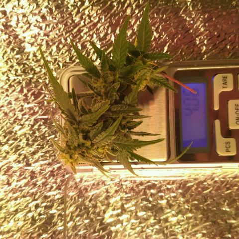 LSD growlog timeline photo