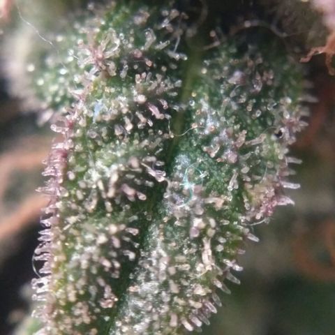 LSD growlog timeline photo