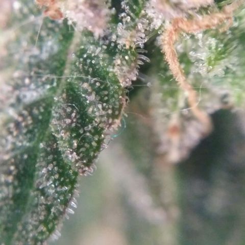 LSD growlog timeline photo