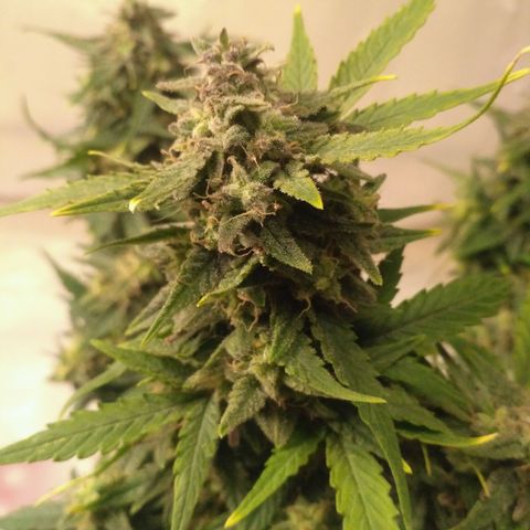 LSD growlog timeline photo