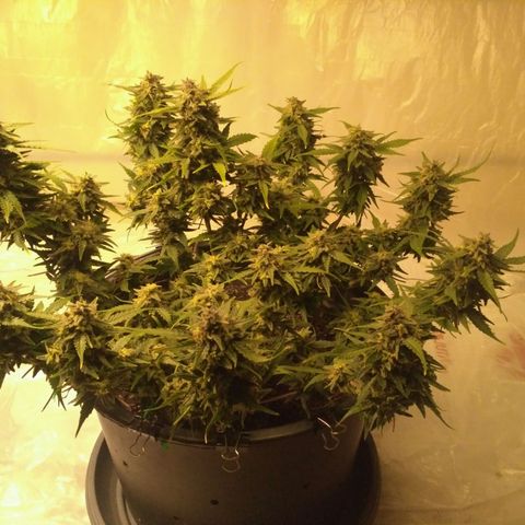 LSD growlog timeline photo
