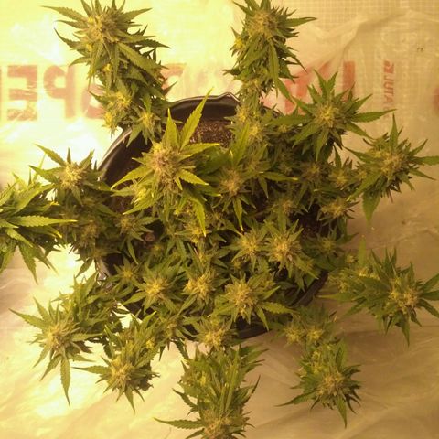 LSD growlog timeline photo