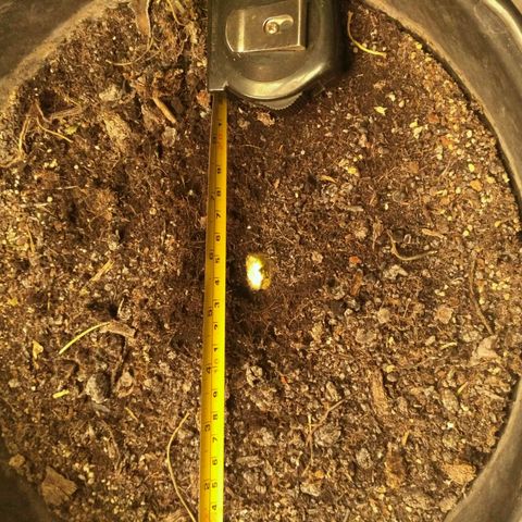 LSD growlog timeline photo
