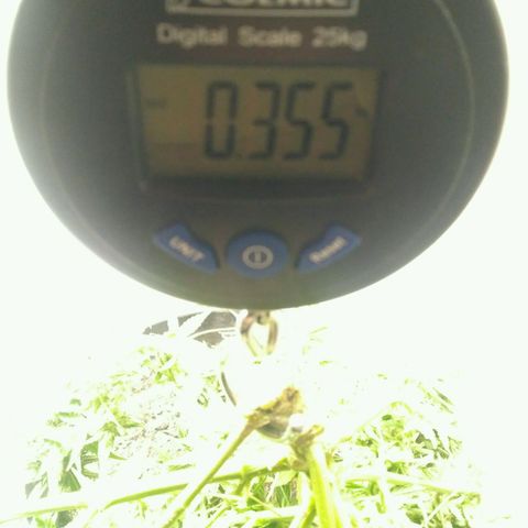 LSD growlog timeline photo